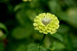 green zinnia flower